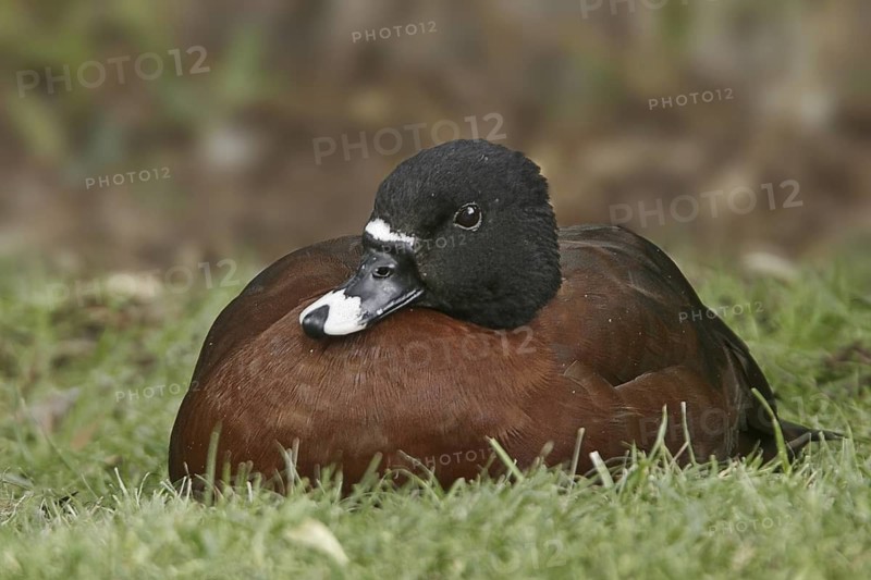 Hartlaub's Duck (Pteronetta hartlaubii), California, USA