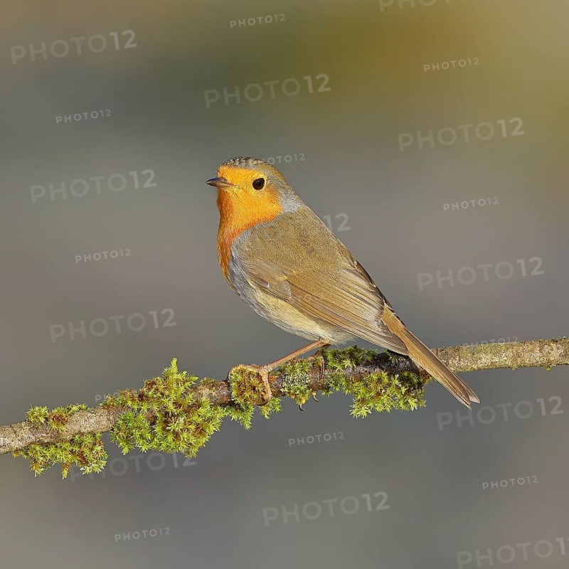 Robin (Erithacus rubecula) sitting on a branch, Wilnsdorf, North Rhine-Westphalia, Germany