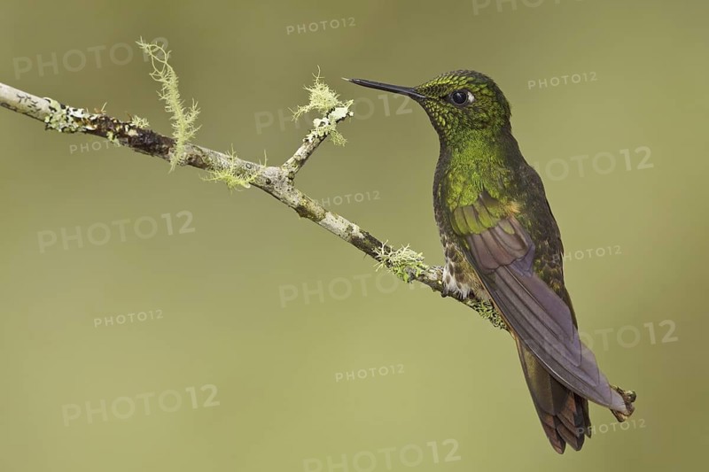 Buff-tailed Coronet (Boissonneaua flavescens), Ecuador