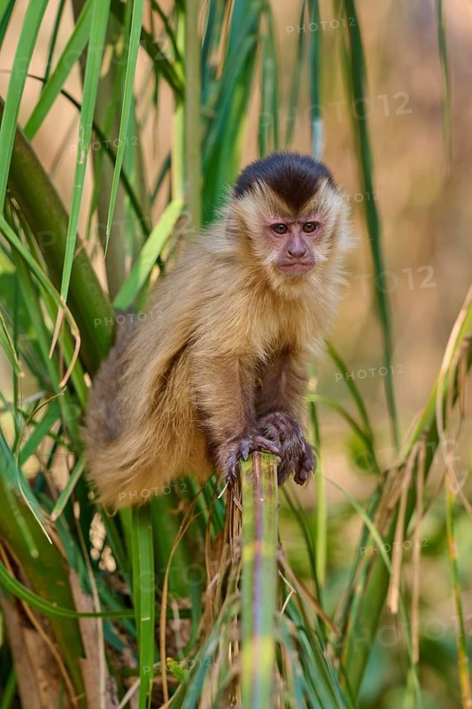 A capuchin monkey sits calmly on a bamboo trunk surrounded by leaves, capuchin monkey (Sapajus apella), Pantanal, Mato Grosso, Brazil
