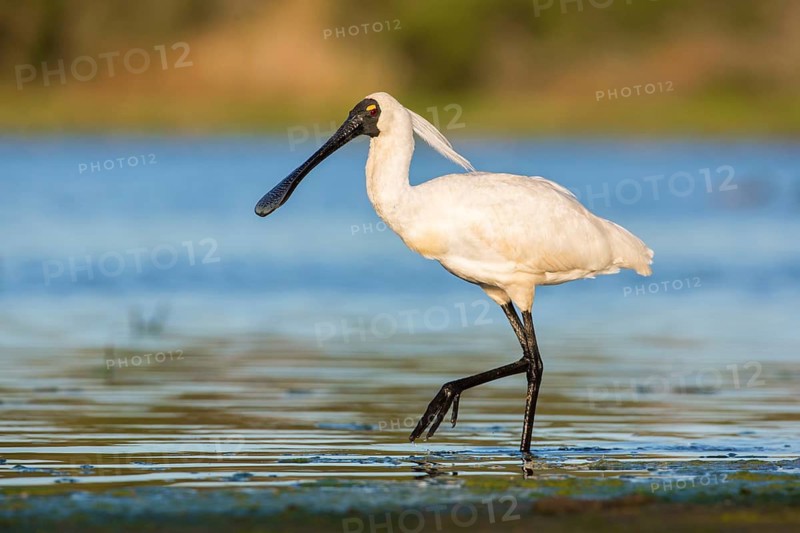Royal Spoonbill (Platalea regia) foraging, Victoria, Australia