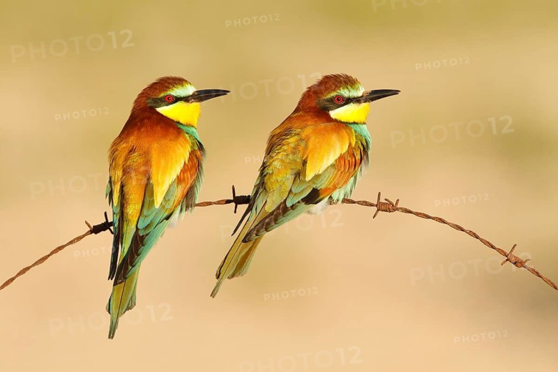 European Bee-eater (Merops apiaster), France