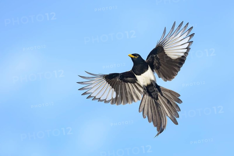 Yellow-billed Magpie (Pica nuttalli) flying, California, USA