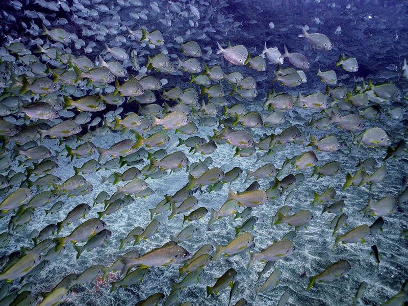 Bastard grunt (Pomadasys incisus)
