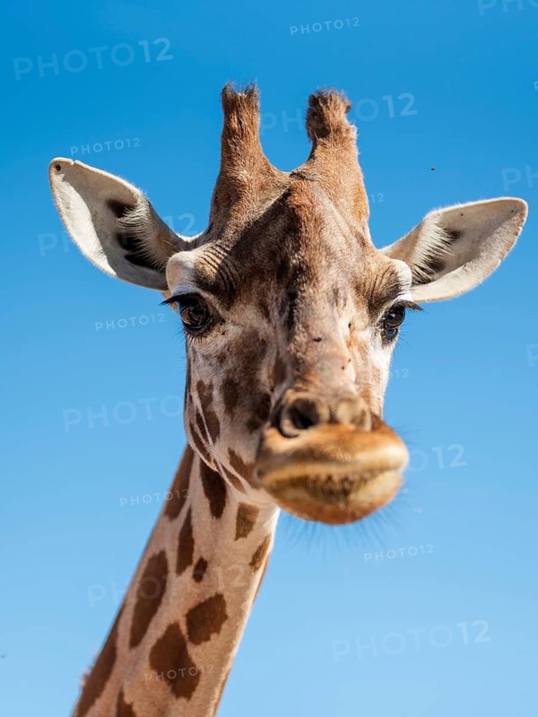 Giraffe at zoo safari Fasano, Italy