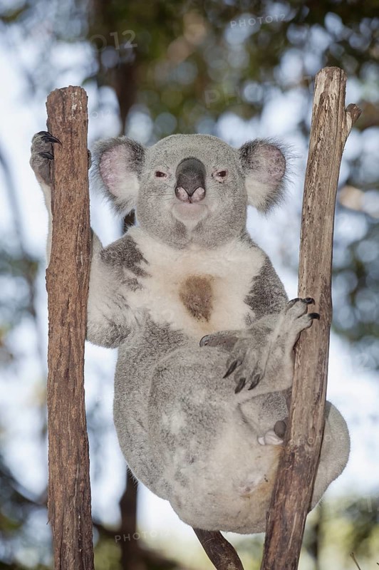 Koala (Phascolarctos Cinereous) resting on branches tree, Brisbane, Queensland, Australia