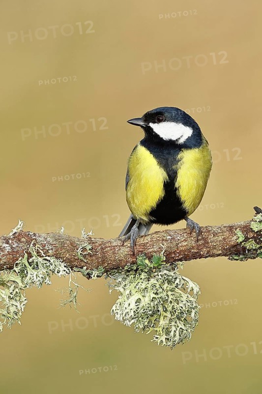 Great tit (Parus major) sitting on a branch overgrown with reindeer lichen (Cladonia rangiferina), Wilnsdorf, North Rhine-Westphalia, Germany