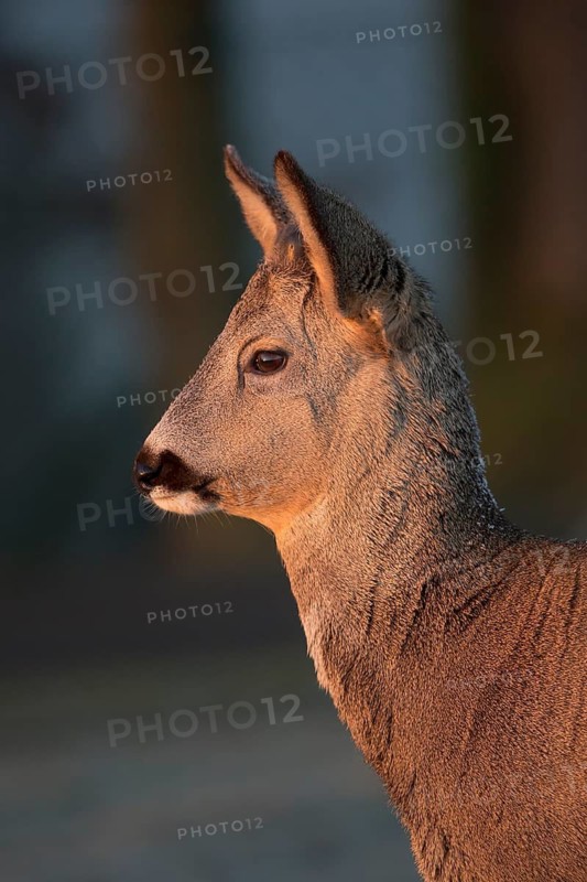 Portrait of a female Roe Deer, Roe deer doe (Capreolus capreolus) in first morning light. Some green vegetation in the distant background