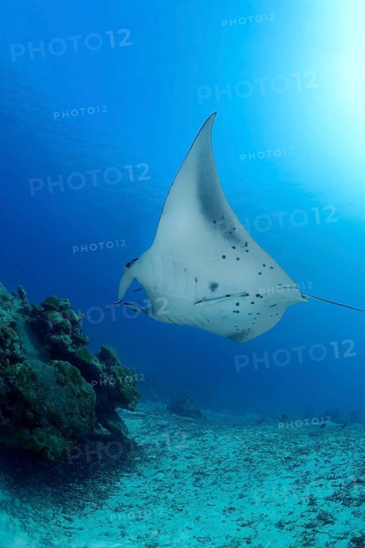 A graceful reef manta ray glides effortlessly over a vibrant coral reef in the Maldives, showcasing its stunning wingspan and elegance in the clear blue ocean waters