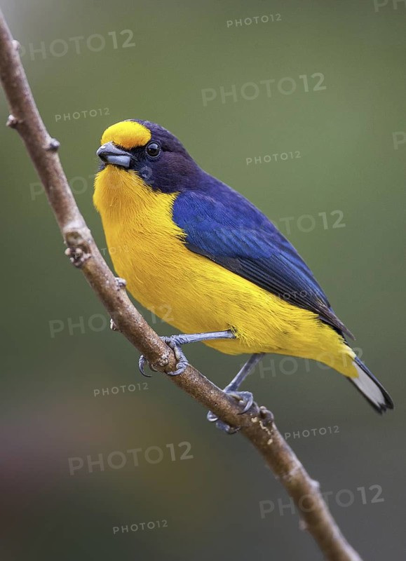 Violaceous Euphonia (Euphonia violacea) male, Atlantic rainforest, Brazil