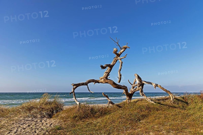 Dead wood on the west beach, dead tree, coastal landscape, blue sky, wood, Baltic Sea coast, Baltic Sea, STrand, Mecklenburg-Western Pomerania, Federal Republic of Germany