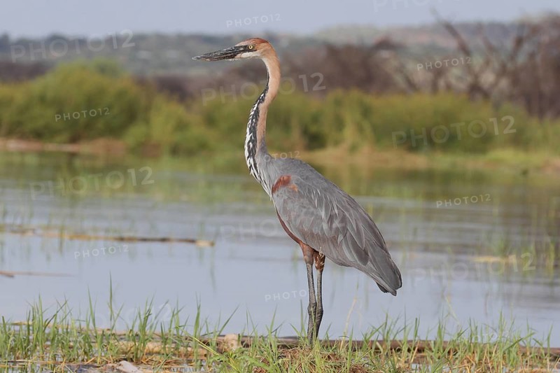 Goliath Heron (Ardea goliath), Lake Naivasha, Kenya