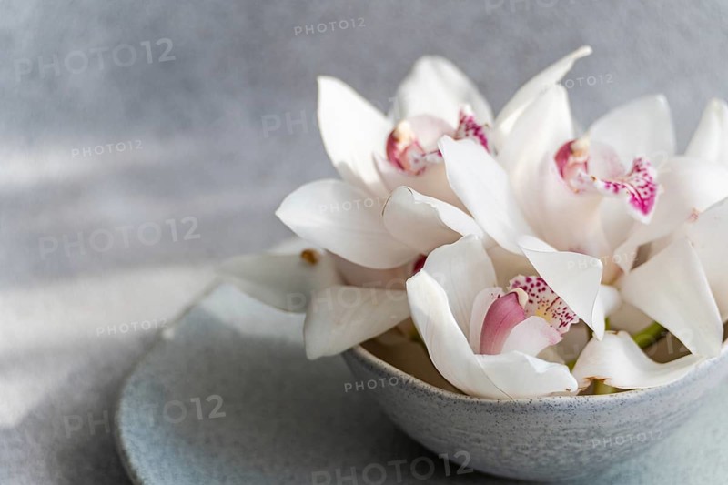 A close up of elegant white orchids with hints of pink, artistically arranged in a subtle gray ceramic bowl, set against a soothing, textured gray background