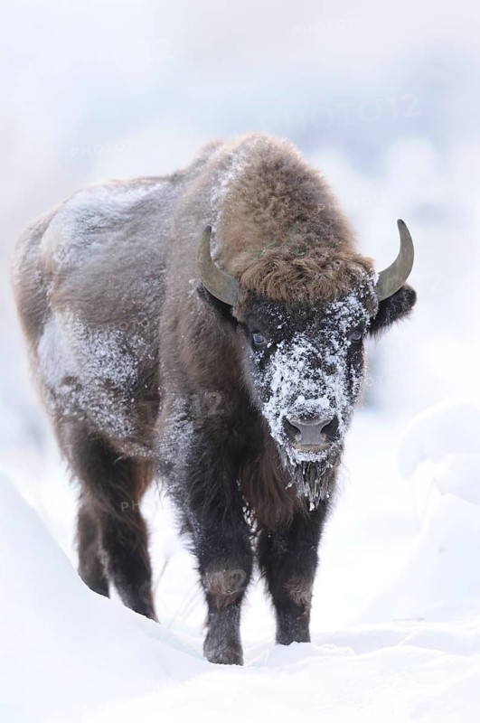A bison in the snow, covered in frost and surrounded by winter landscape, bison (Bos bonasus), Bavarian Forest National Park, Bavaria