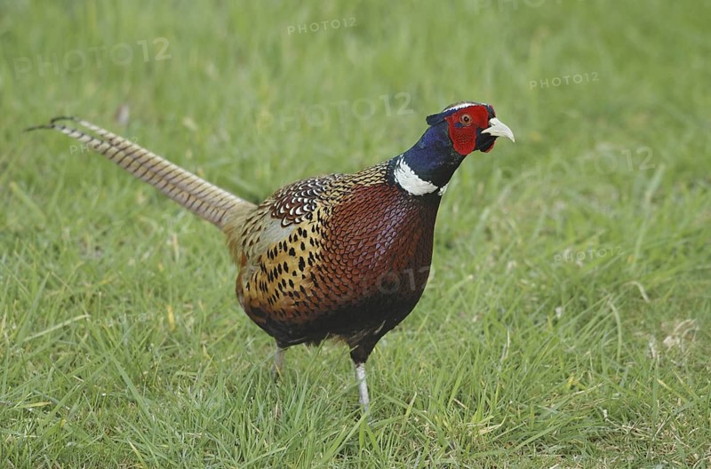 Common Pheasant (Phasianus colchicus) male, British Columbia, Canada