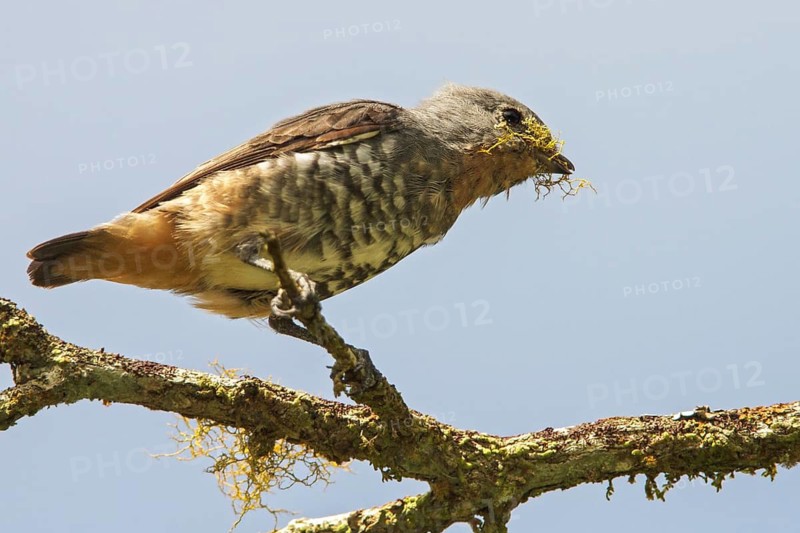 Buff-throated Purpletuft (Iodopleura pipra) perched on a branch in the Atlantic rainforest of southeast Brazil