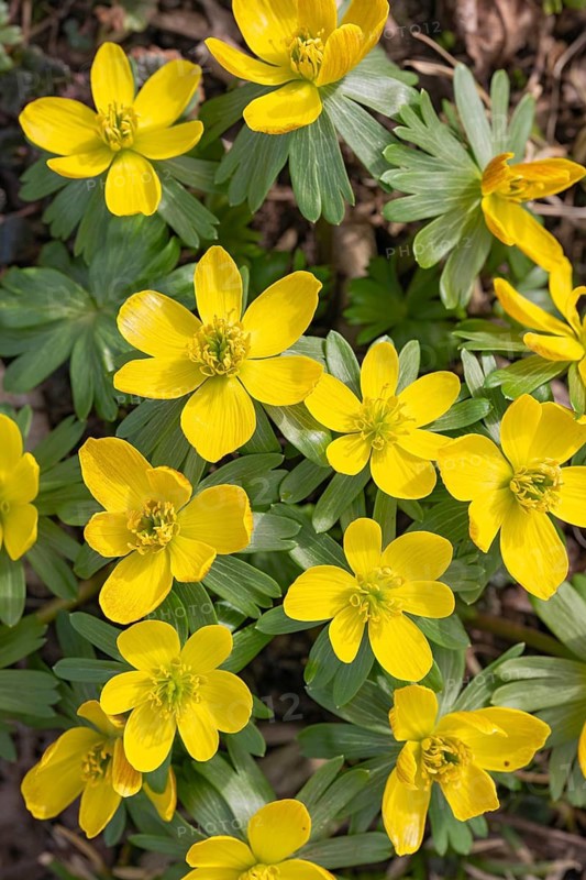 Winter aconite (Eranthis hyemalis), Schwaz, Tyrol, Austria