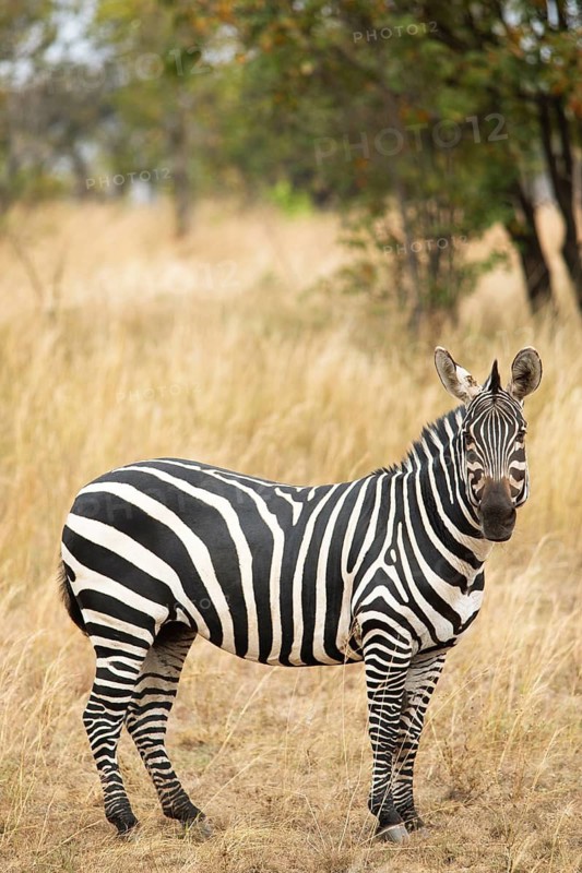 Steppe zebra (Equus quagga) or horse zebra, Akagera National Park or Kagera National Park, Eastern Province, Rwanda