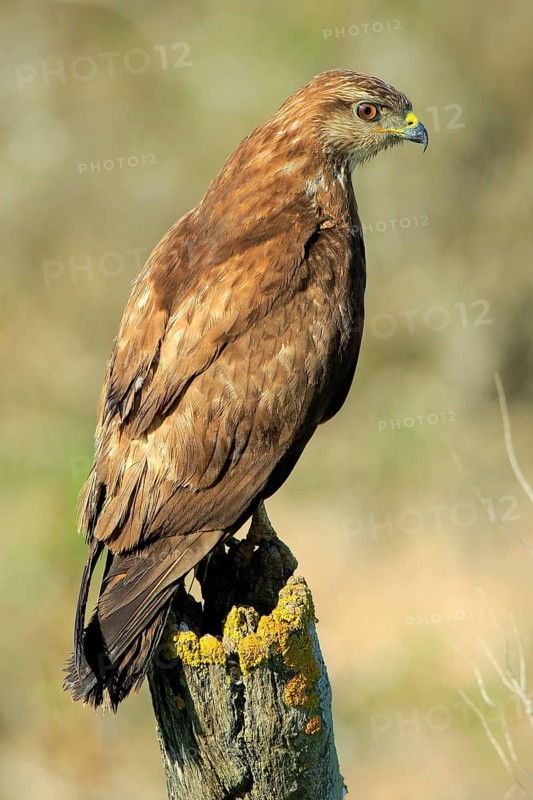 Common Buzzard (Buteo buteo) perched on a pale, Andalusia, Spain