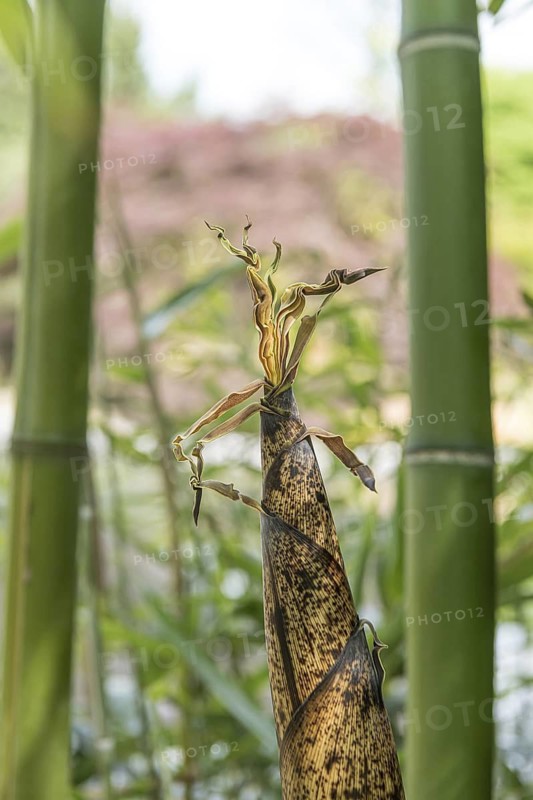 Vivax flat bamboo (Phyllostachys vivax 'Huangwenzhu'), Schloss Dyck, Germany