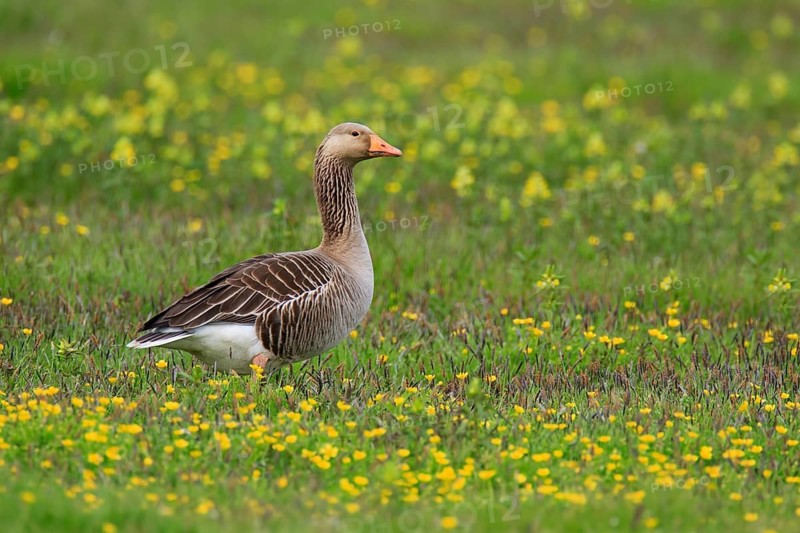 Greylag Goose (Anser anser)