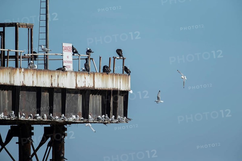 Kittiwake (Rissa tridactyla) and Cormorant (Phalacrocorax carbo) adult birds on an old oil platform in the sea, Suffolk, England, United Kingdom