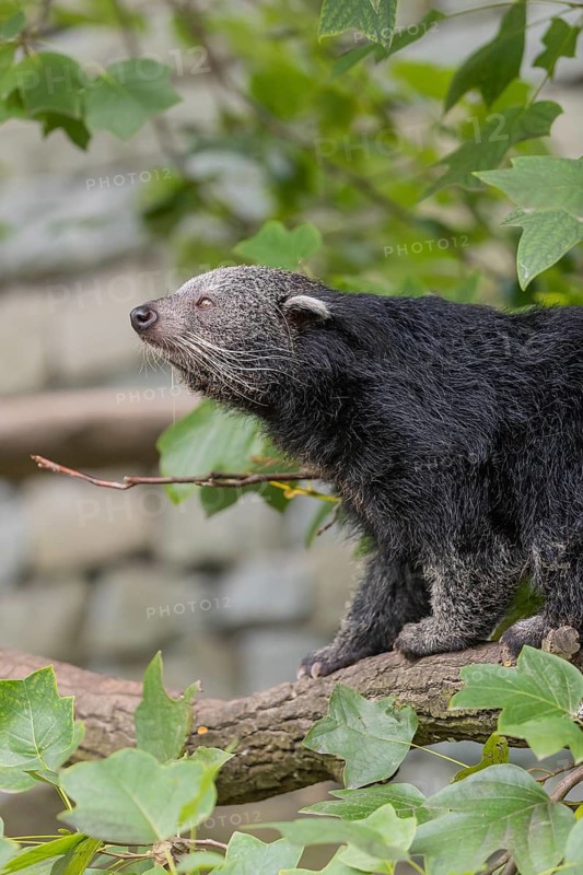 One binturong (Arctictis binturong), or bearcat balancing over branches framed by green leafs