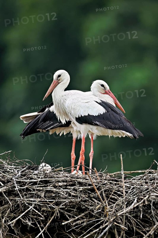 White storks (Ciconia ciconia), pair standing on eyrie, Canton Aargau, Switzerland