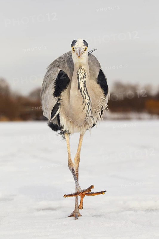Grey Heron (Ardea cinerea), Berlin, Germany