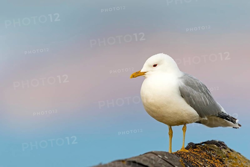Sturmmöwe, Common Gull, Mew Gull, Larus canus, Goéland cendré, Gaviota Cana