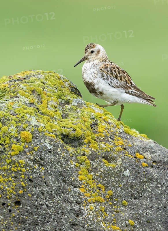 Rock Sandpiper (Calidris ptilocnemis), Alaska, USA