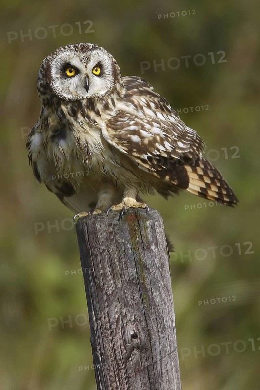 Short-eared Owl (Asio flammeus), Texel, Netherlands