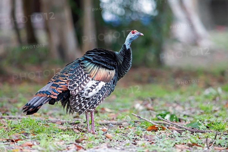 Peacock turkey (Meleagris ocellata) in Tikal National Park, Departamento Petén, Guatemala