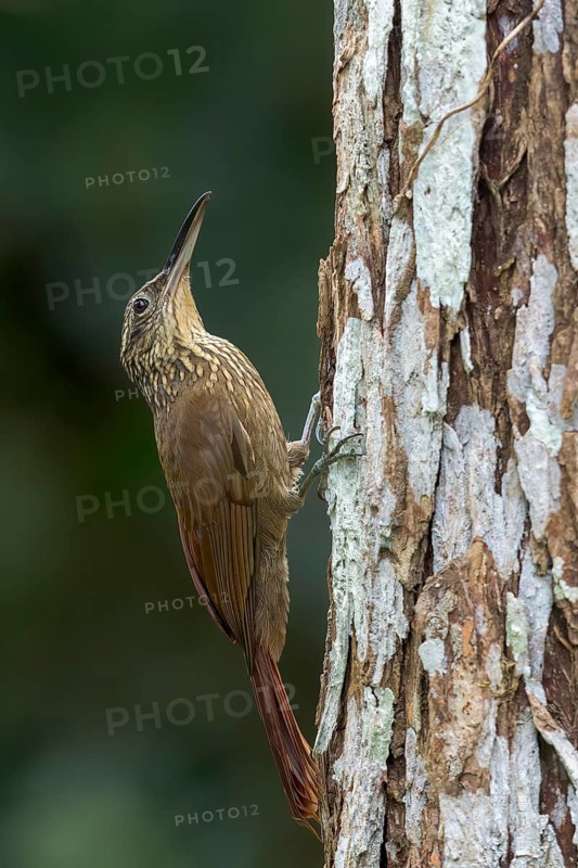 Cocoa Woodcreeper (Xiphorhynchus susurrans) perched on a branch in Panama