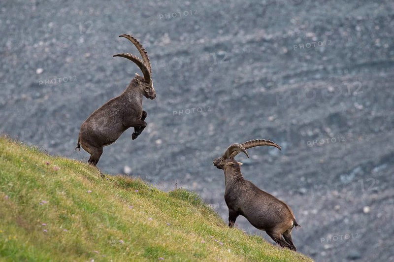 Alpine Ibex (Capra ibex) males fighting, High Tauern, Carinthia, Austria