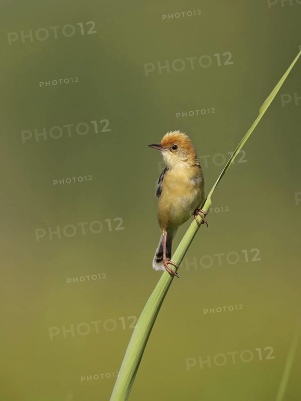Golden-headed Cisticola (Cisticola exilis) male, Victoria, Australia