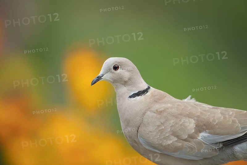 Collared dove (Streptopelia decaocto) adult bird head portrait, England, United Kingdom
