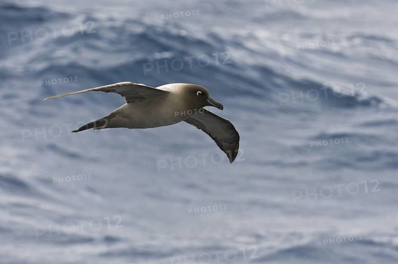 Light-mantled Albatross (Phoebetria palpebrata), Antarctica