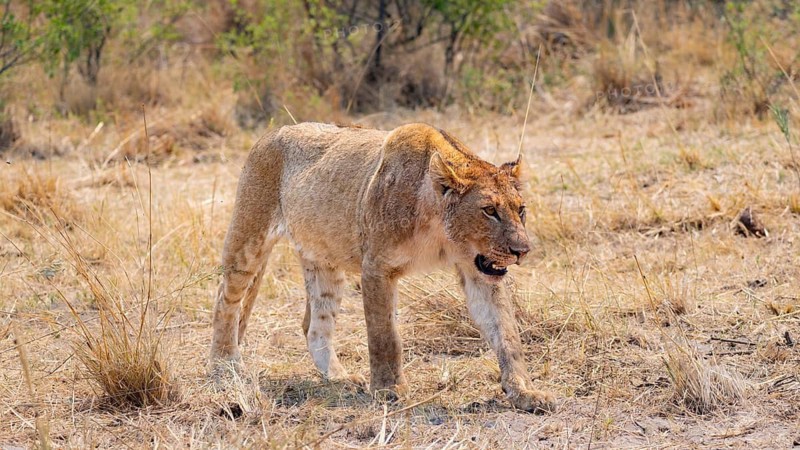 Lion (Panthera leo), young, Moremi Game Reserve, Botswana
