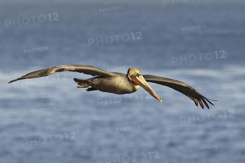 Brown Pelican (Pelecanus occidentalis), California, USA