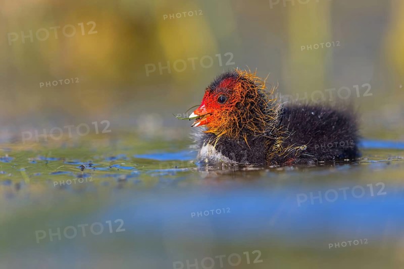 Eurasian Coot, coot, coot rail, black coot, (Fulica atra), chick, Hides de El Taray / Floating Hid, Villafranca de los Caballeros, Castilla La Mancha / Toledo, Spain