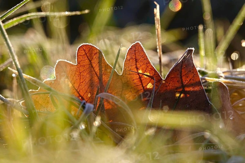 Hoarfrost in a garden in the morning, winter, Germany