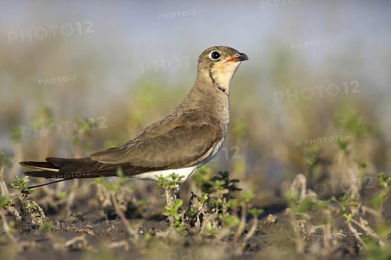 Collared Pratincole (Glareola pratincola), Andalusia, Spain