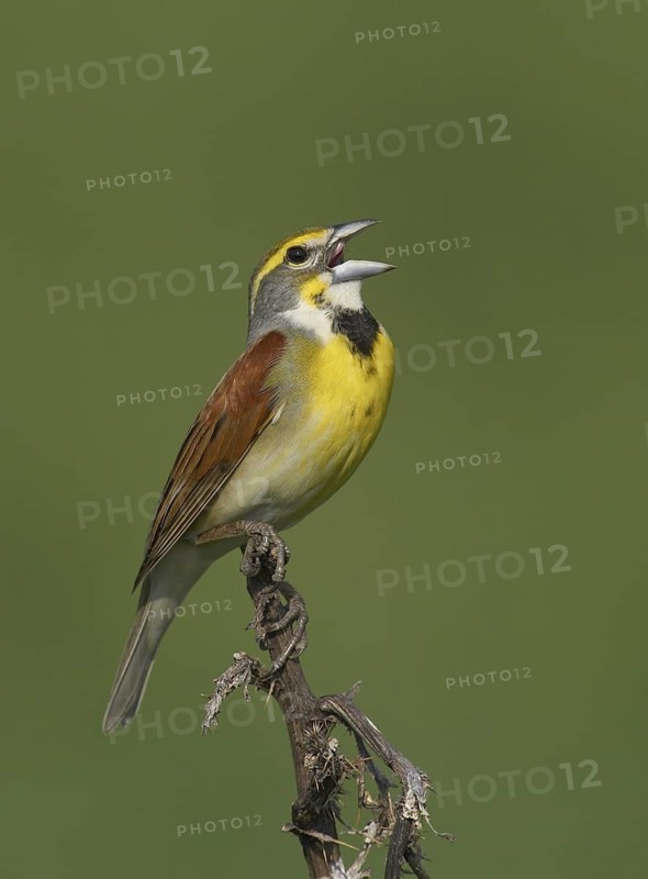 Dickcissel (Spiza americana) singing, Ohio, USA