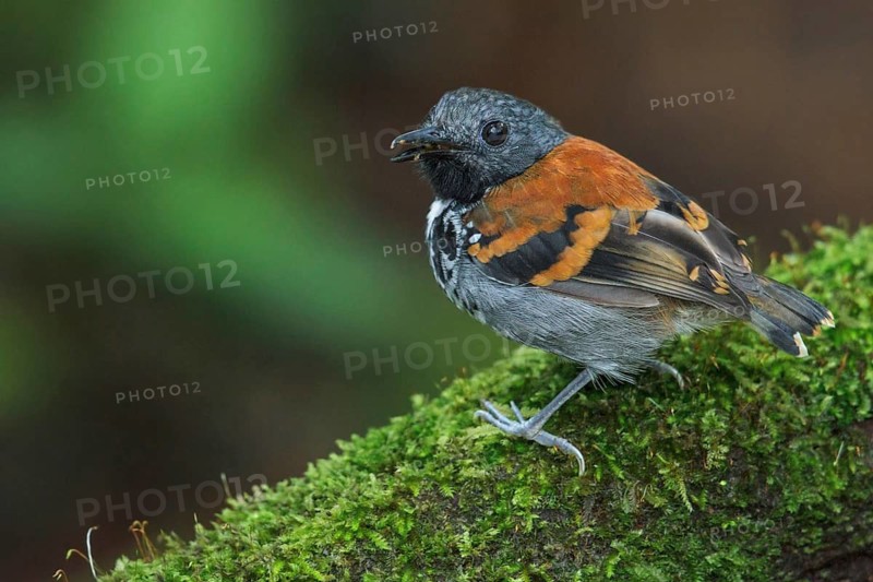 Spotted Antbird (Hylophylax naevioides) perched on a branch in Costa Rica
