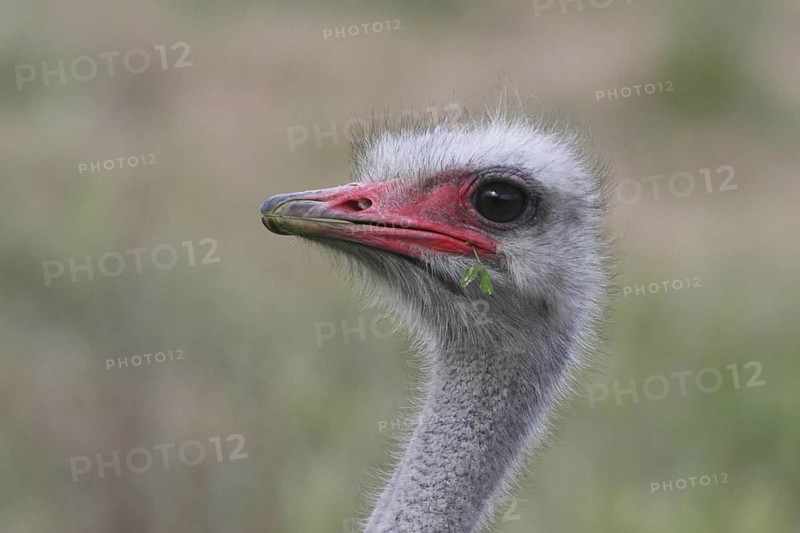 Common Ostrich (Struthio camelus), Western Cape, South Africa