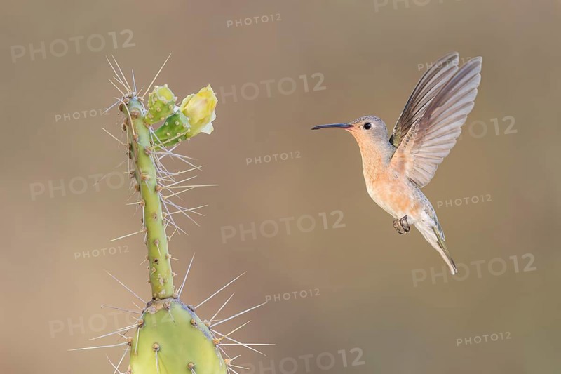 Buffy Hummingbird (Leucippus fallax) flying, Colombia