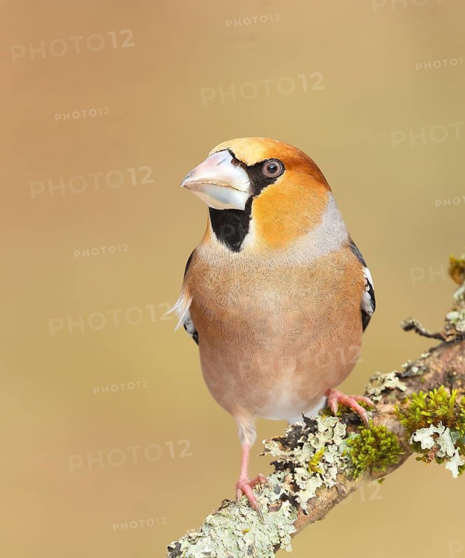 Hawfinch (Coccothraustes coccothraustes) male sitting on a branch covered with moss and lichen, wildlife, finch, finches, winter, nature photography, feeding, winter, Siegerland, North Rhine-Westphalia, Germany