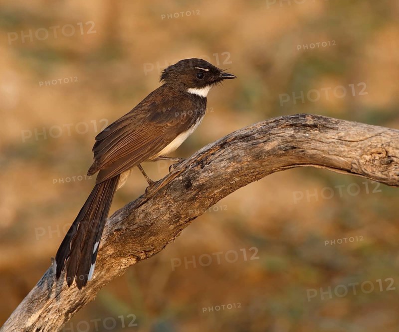 Malaysian Pied Fantail (Rhipidura javanica) perched on a branch, Thailand