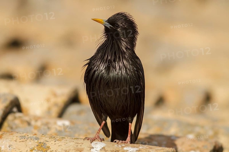 Spotless Starling (Sturnus unicolor) on roof, Castile-La Mancha, Spain